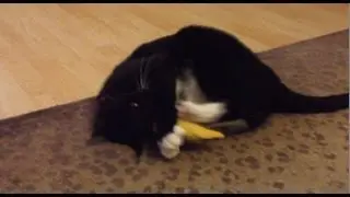 My cat playing with a catnip banana!