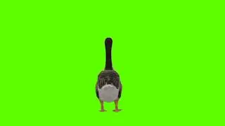 Duck Green Screen || No Copyright || Moving Duck Green Screen || Mr Green