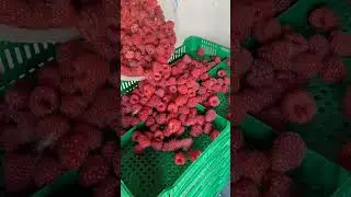 Здав малину - купив бензину 🤟😜
