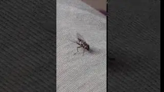 What do flies do when they sit?