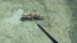 Goat Fish Escaped 3 Times!