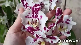 Домашнее цветение бабочки 🥰😍😘Бабл бери🧚‍♀️