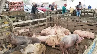 SUÍNOS DE 150 REAIS EM CACHOEIRINHA PE, ALÉM DE CAPRINOS E OVINOS 22-08-2024 #nordeste