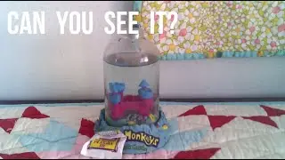 Sea Monkeys: Easy (And Slightly Invisible 😆) Pets!