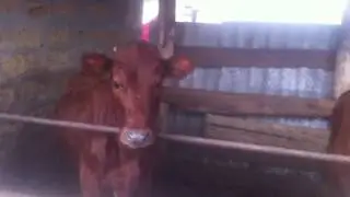 Красивые Телята! Beautiful Calves!
