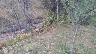 Ана хирса тамошо кун
