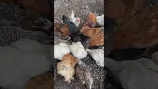 AKŞAM YEMEĞİ CURCUNASI☺️💚#shortsvideo#shortvideo#short