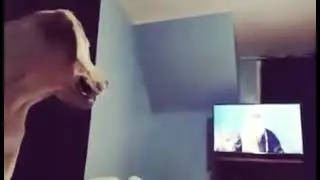 Dog react to sadhguru video