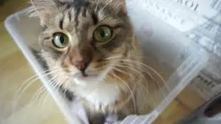 Кошка в коробке #котик #кошка  #кот