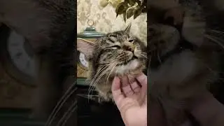 Мой Сэм! 😽 