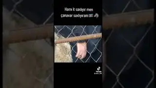 Bakida canavar saxlayan gənc #short #shortvideo #tiktok #reels #india #xeberler #azerbaycan