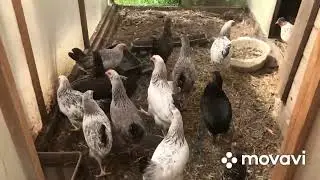 The Borkovskaya Barvistaya breed of chickens disappointed us☹️😠