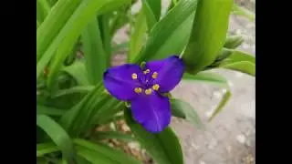цветы