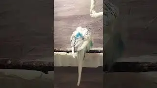 Parakeet Manages Feather, #shorts Cute Budgies Chirping. Reduce Stress of lonely Birds #shorts