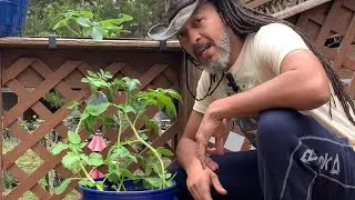 2 Bucket Potato Growing System, For growing in small spaces