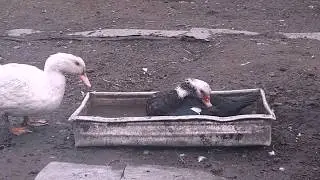 два веселих гуся