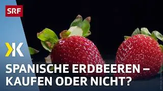 Erdbeeren um jeden Preis: So werden Natur und Arbeitskräfte ausgebeutet | 2024 | Kassensturz | SRF