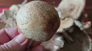 Самый вкусный мухомор
