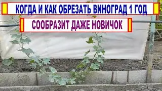 🍇 Когда и КАК ПРАВИЛЬНО ОБРЕЗАТЬ ОДНОЛЕТНИЕ кусты винограда. Не забудьте за ЭТИ УГЛОВЫЕ глазки.