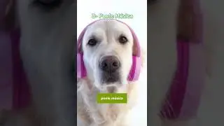 Consejos para ayudar a tu peludo durante la pirotecnia