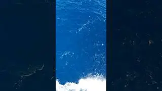 Дельфинов нет(