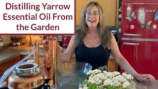Distilling Yarrow Essential Oil from the Garden