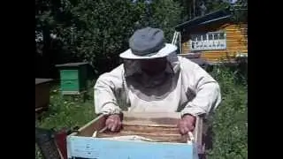 Отбор рамок  для откачки меда