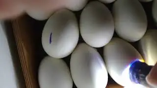 похоже ТУМАК