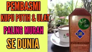 CARA MEMBUAT PESTISIDA ALAMI UNTUK MEMBASMI WERENG DAN KUTU PUTIH