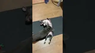Когда решила помедитировать, но не дали #питбуль #bluefrenchbulldog #pitbull #bluefrenchbulldog