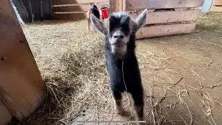 UPDATE: Goat birth goes horribly wrong | baby goat zoomies | 10 baby goats checkup | baby goats play