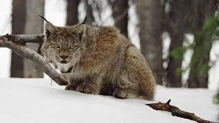 Lynx: Shadows of the Forest