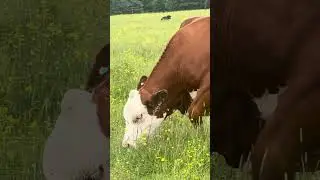 Green Pasture || Farm || Cute cows || Cute Calf / Calves