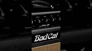 Bad Cat Black Cat 20w 1x12 Combo Amplifier w/Fender Mustang #shorts