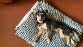 Massage and exercises for Gingerbread