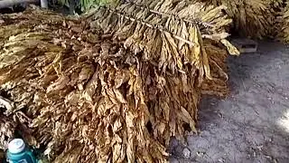 PROSES PENGOLAHAN DAUN TEMBAKAU
