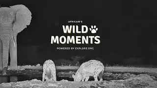 Jackals And Hyenas | Wild Moments | August 1