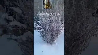 Зима, холодища…!Ленинградская область 