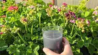 СРОЧНО ВНЕСИ в герань и даже самый чахлый куст оживет, позеленеет и зацветет