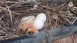 Bird Hatching |blooming bird| birds कैसे बच्चे को जन्म देता है| #short |Your believe YoBe