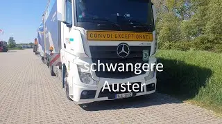 Schwangere Auster in 4k