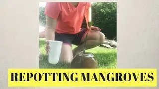 Repotting Mangroves (Cleaning an Algae Bloom)