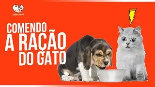 COMO EVITAR QUE SEU CACHORRO COMA A RAÇÃO DO GATO!