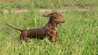 Bad Dachshund in Slow Motion
