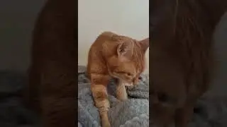 Professional biscuit maker 🐾 #funnycat #catsvideo #gingercat #cutecat #cat #catlover #orangecat