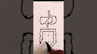 easy digestive system drawing with dots ॥ #art #drawing #shorts #easy
