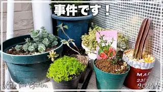 [Succulents] Uprooted again this year [Gardening]
