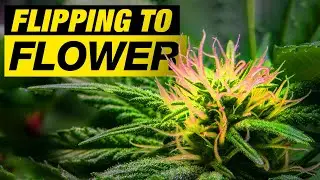 GROW WEED - FLIPPING TO FLOWER