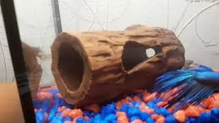 Мои маленькие питомцы