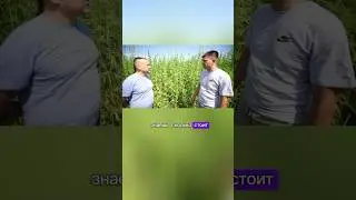 Что можно сделать из конопли? #gorshkoff#семена #масло #сельскоехозяйство #конопля #кбд